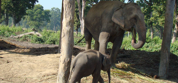 Kathmandu Chitwan National Park Tour